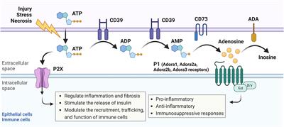 The resurgence of the Adora2b receptor as an immunotherapeutic target in pancreatic cancer